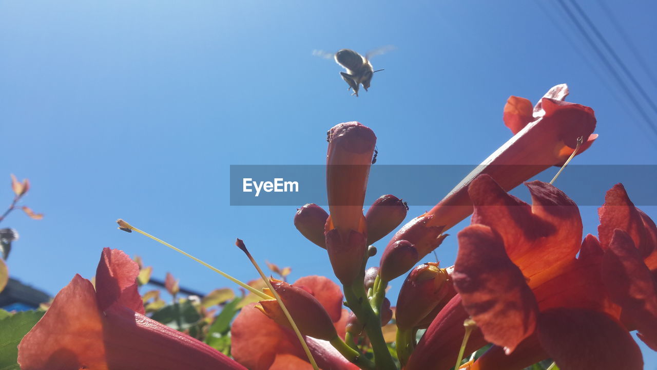 Low angle view of bee on red flowers against blue sky