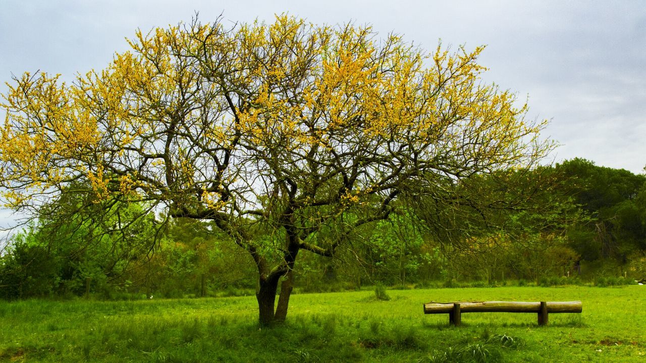 TREES AND GRASS ON TREE