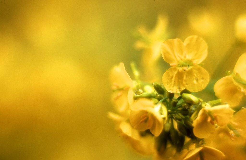 CLOSE-UP OF YELLOW FLOWERS BLOOMING