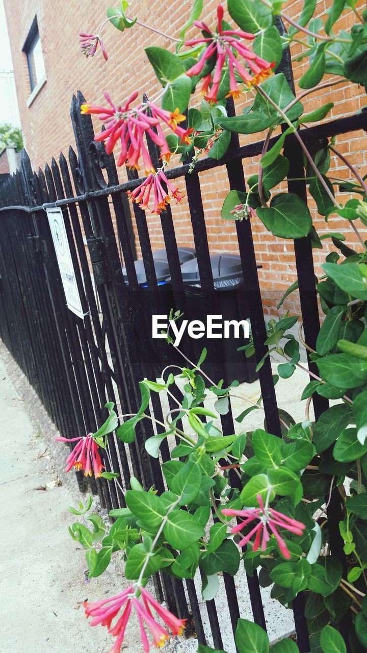 CLOSE-UP OF POTTED PLANT BY FENCE AGAINST WALL