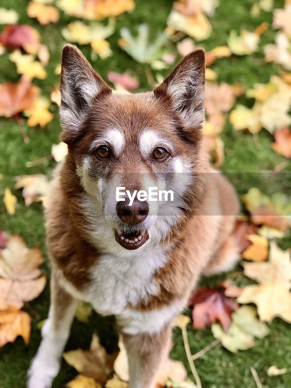 Portrait of dog on field