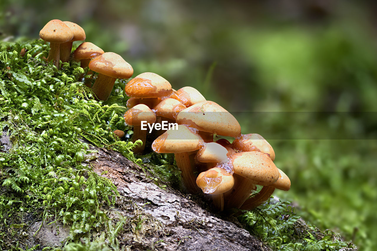 Close-up of mushrooms growing on land