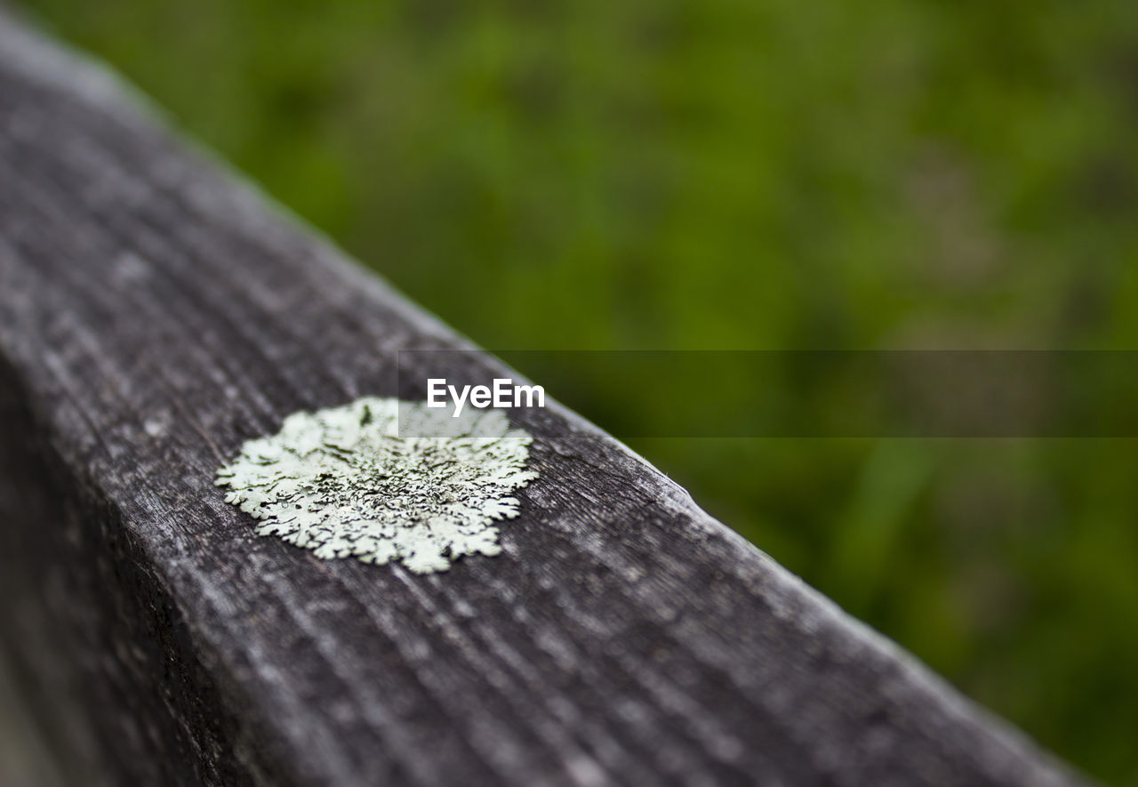 Close-up of lichen growing on wooden railing