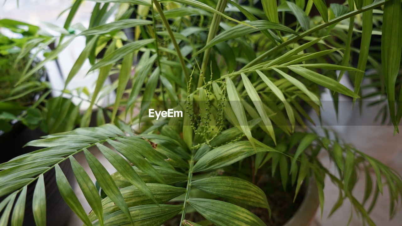 close-up of plant