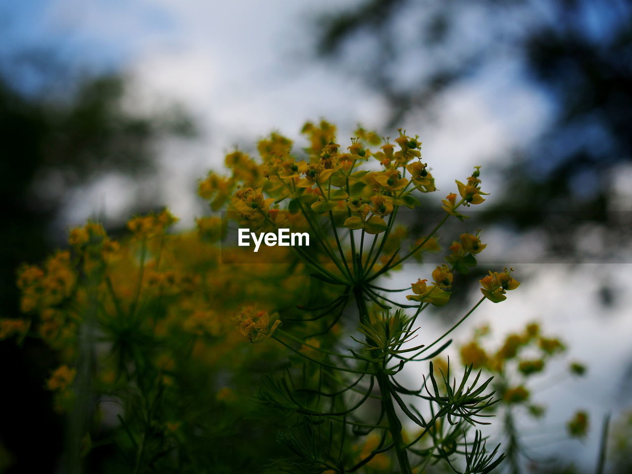 Close-up of yellow flowering plant against sky