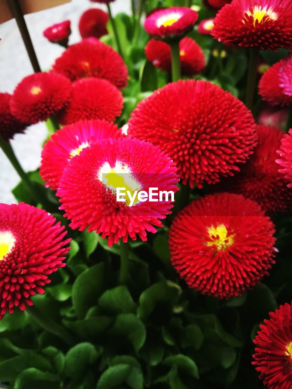 CLOSE-UP OF RED FLOWERS BLOOMING IN PLANT