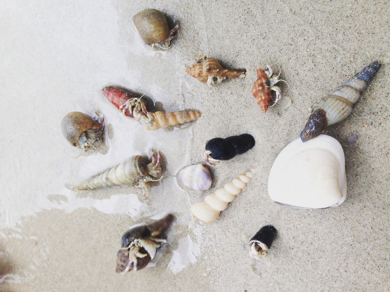 High angle view of crab on sand