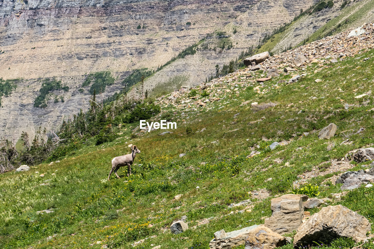 VIEW OF SHEEP ON ROCKS