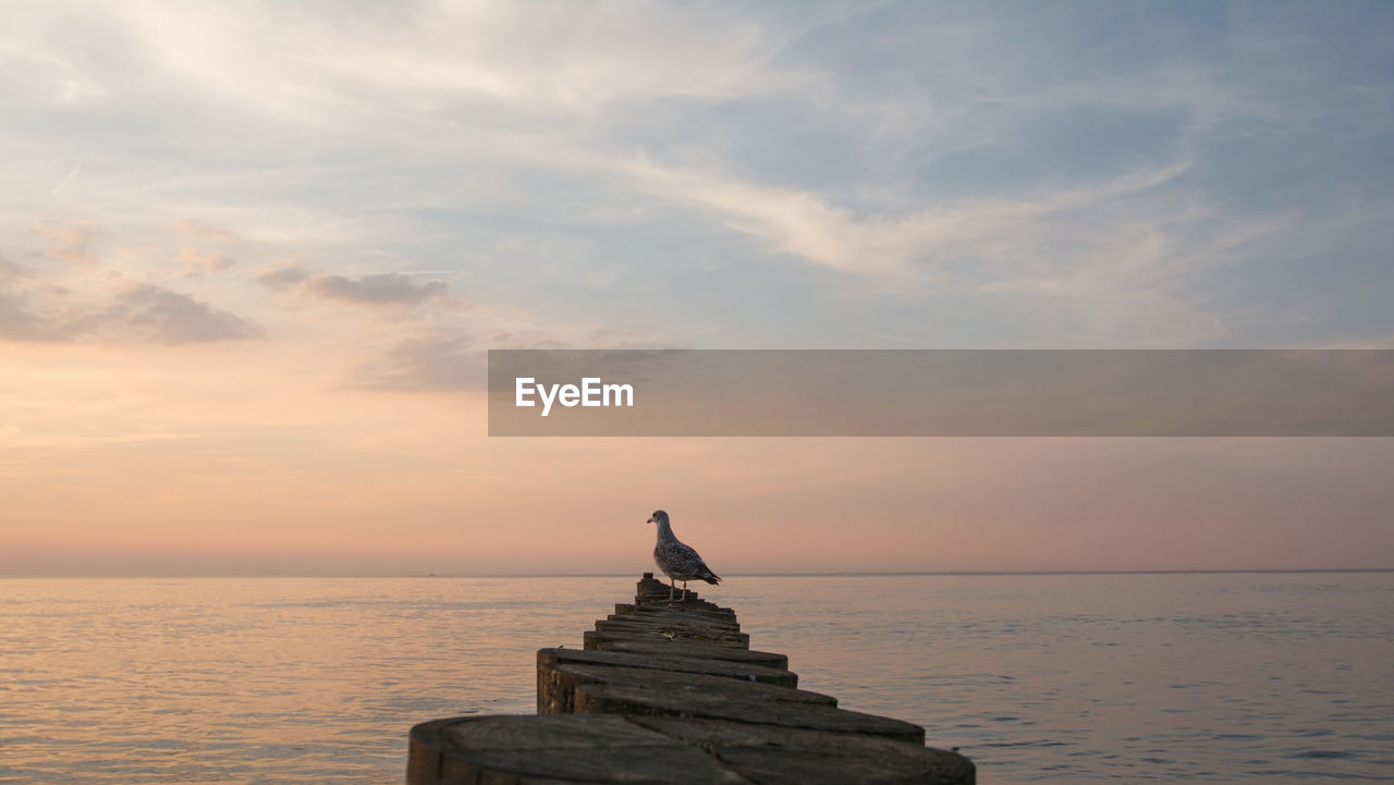 Seabird skyline