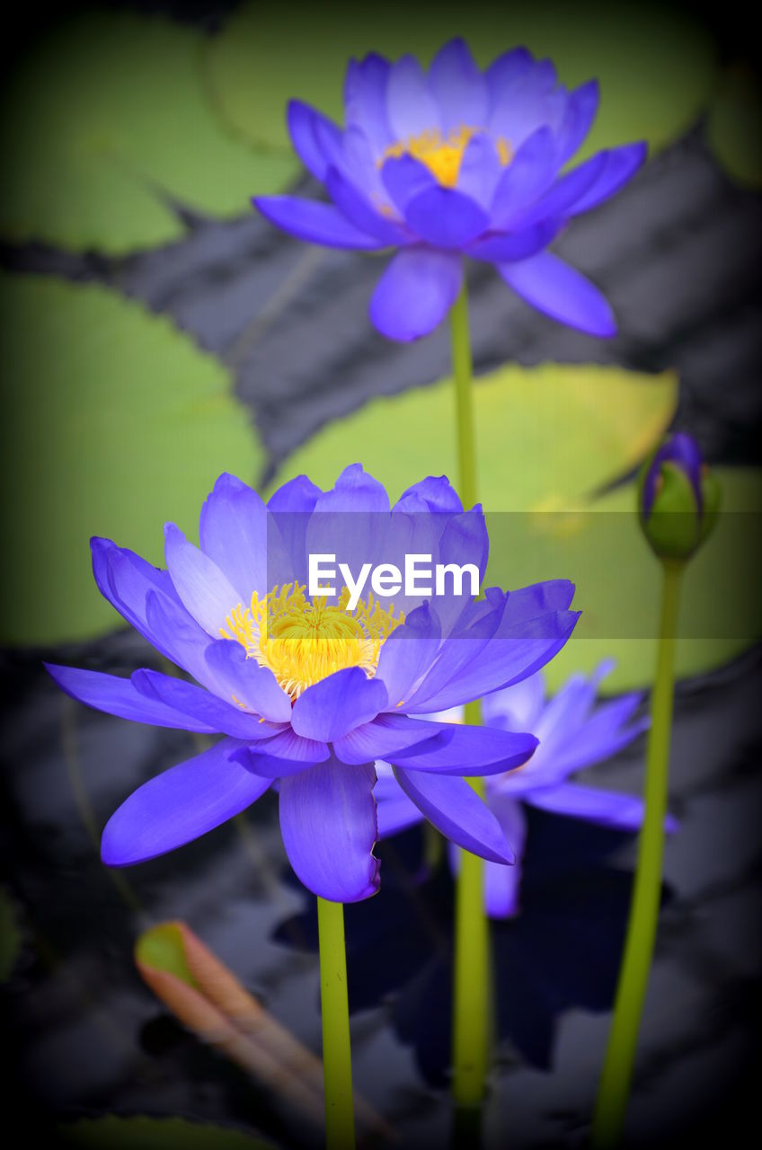 CLOSE-UP OF PURPLE FLOWERS BLOOMING