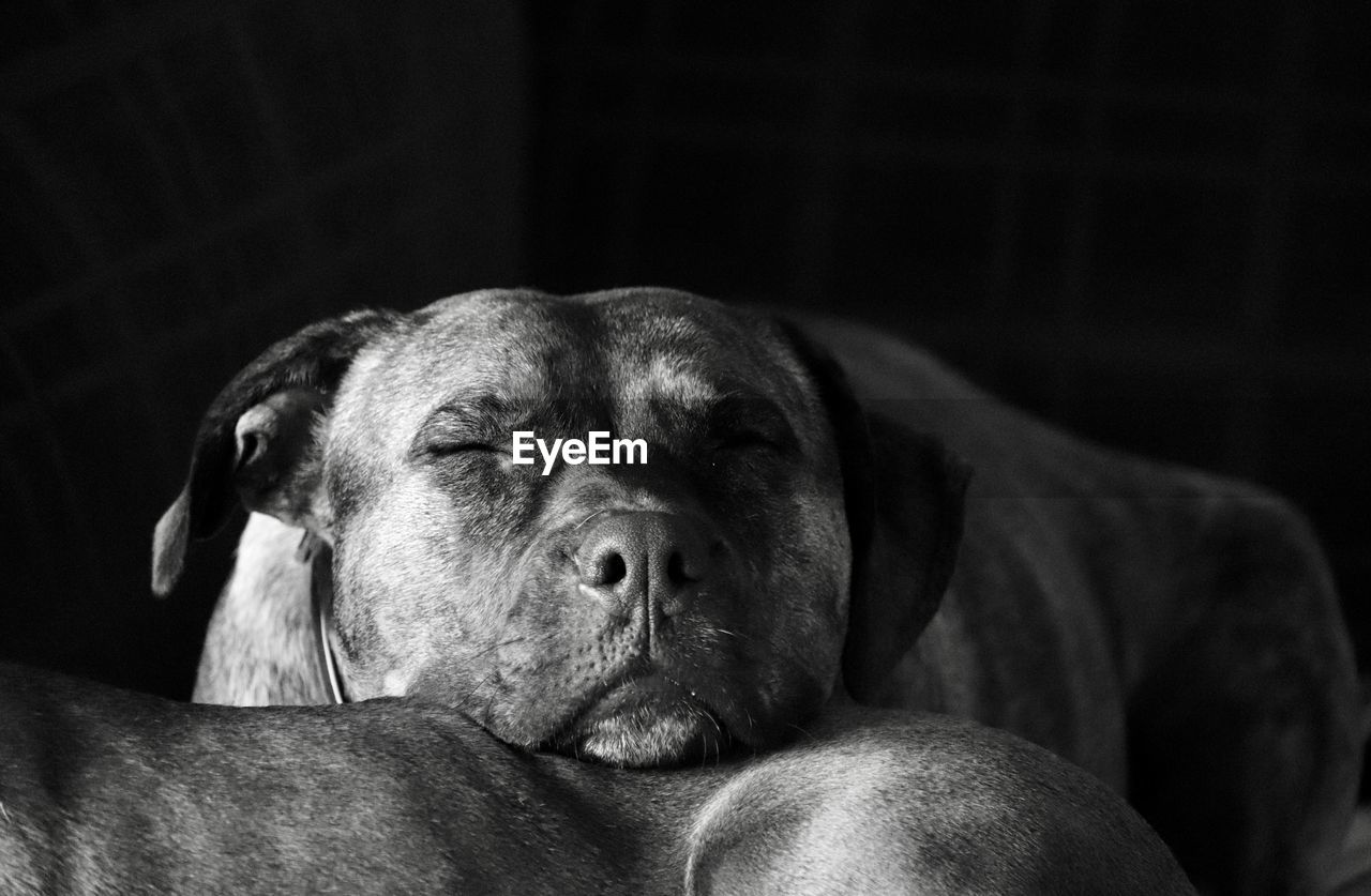 CLOSE-UP OF A DOG RESTING ON SOFA