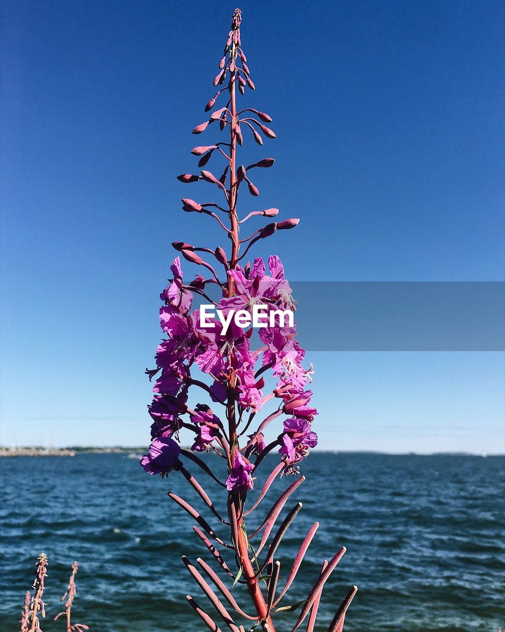 LOW ANGLE VIEW OF FLOWER TREE AGAINST SEA