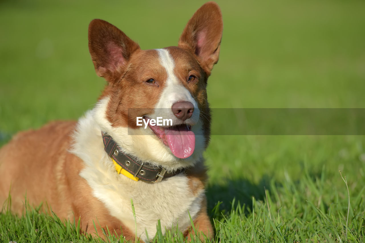 PORTRAIT OF DOG STICKING OUT TONGUE