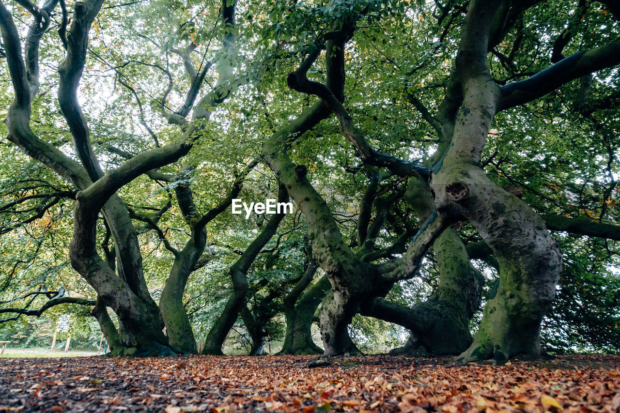 Trees growing in park during autumn