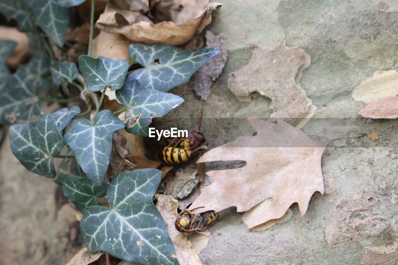 High angle view of wasp insects on leaves