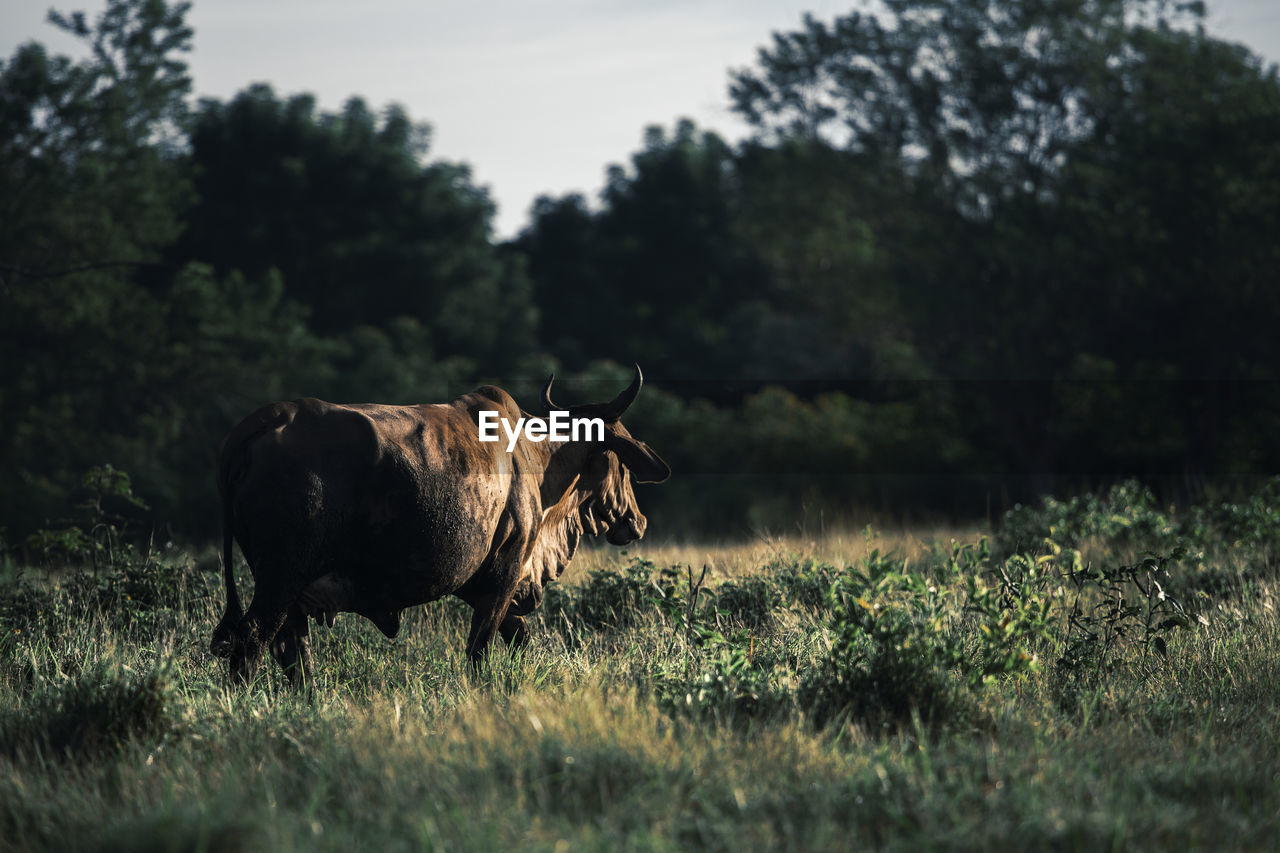 Cow walking through the grass