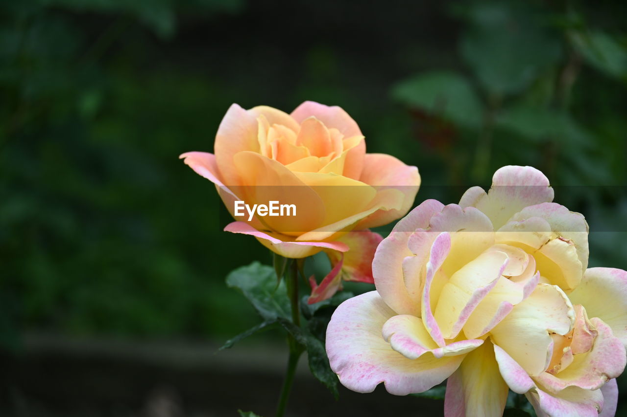 flower, flowering plant, plant, beauty in nature, freshness, petal, yellow, flower head, inflorescence, fragility, rose, close-up, nature, garden roses, pink, macro photography, growth, blossom, no people, focus on foreground, springtime, outdoors, botany, day