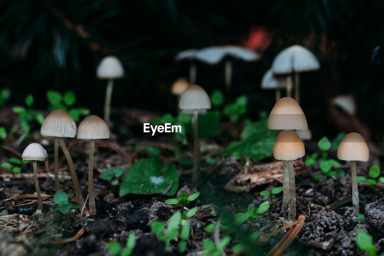 Close-up saprotrophic mushrooms in a pine forest selective focus