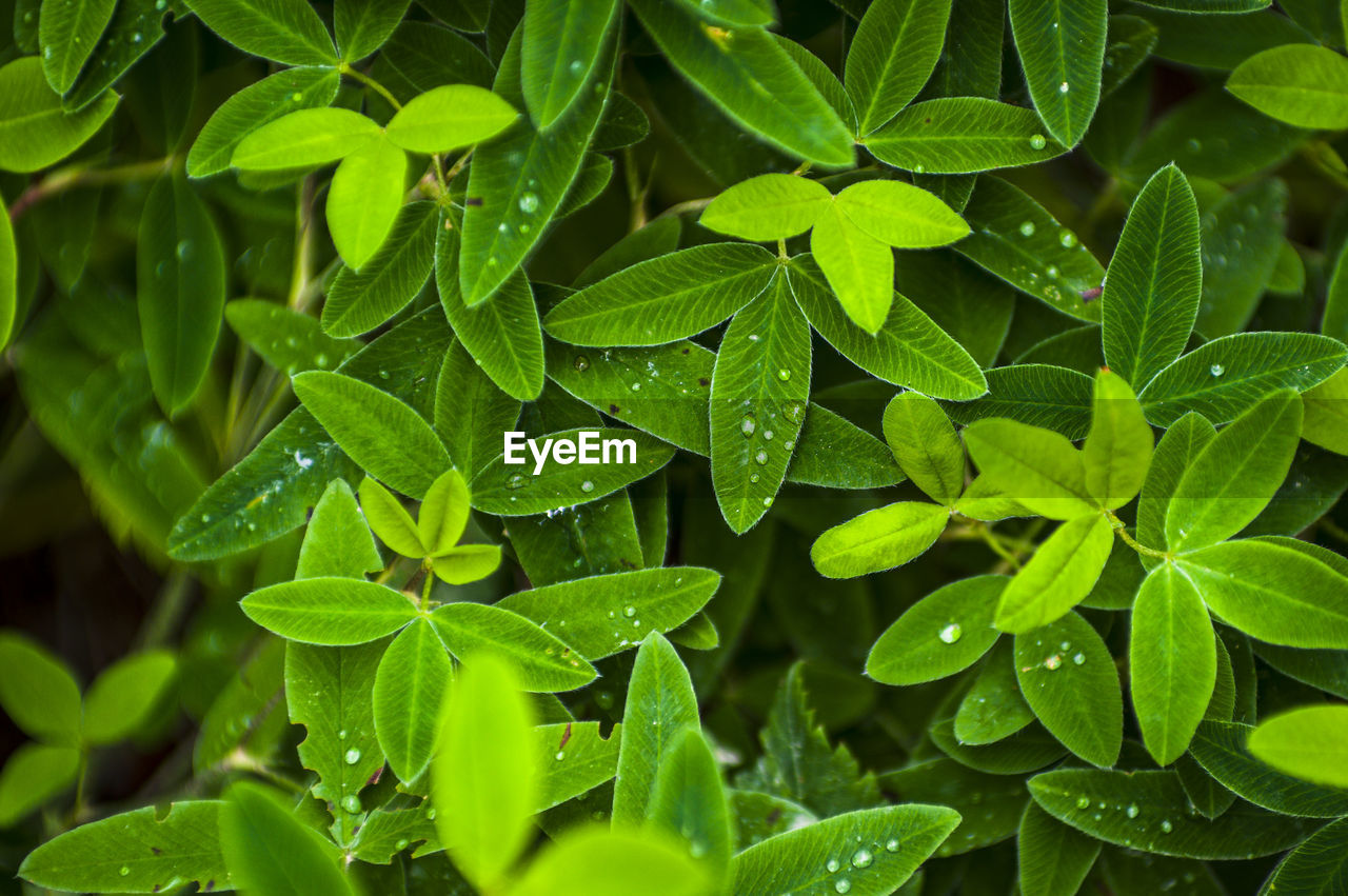 Fresh clover leaves with morning dew and water droplets. macro nature patterns and textures 