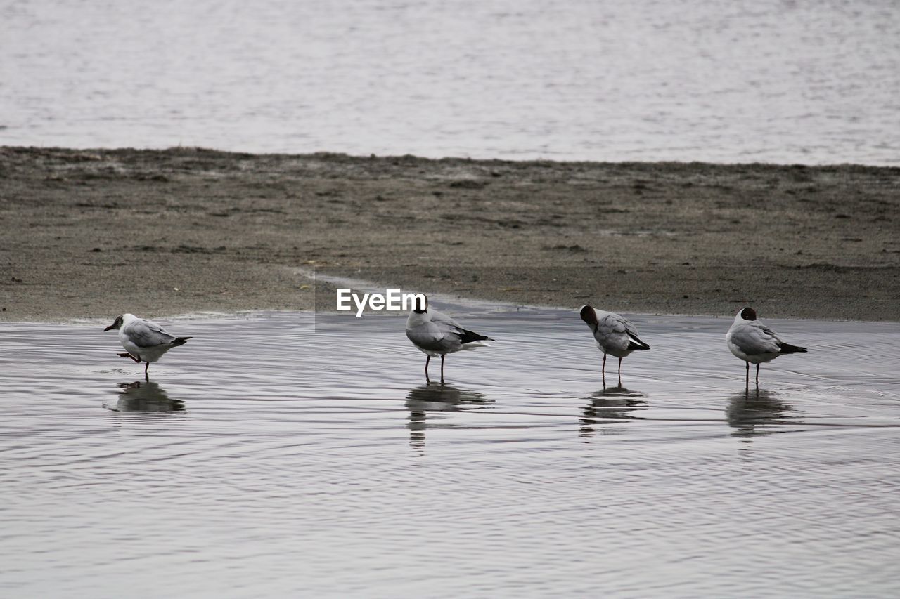 Flock of seagulls on beach