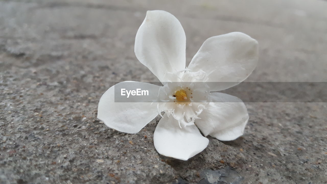 HIGH ANGLE VIEW OF WHITE FLOWERING PLANT