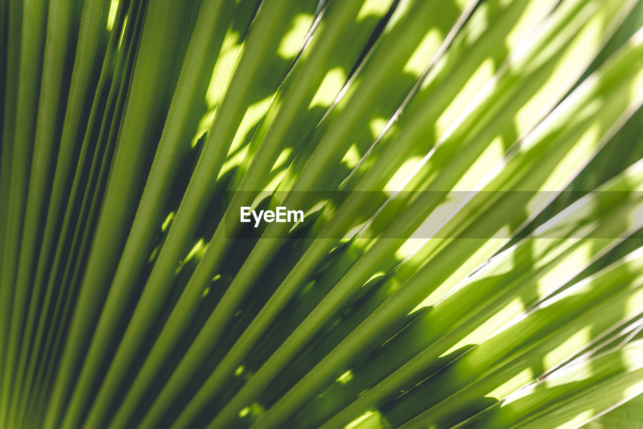 Close up view of green palm leaf with sun light - green background and texture