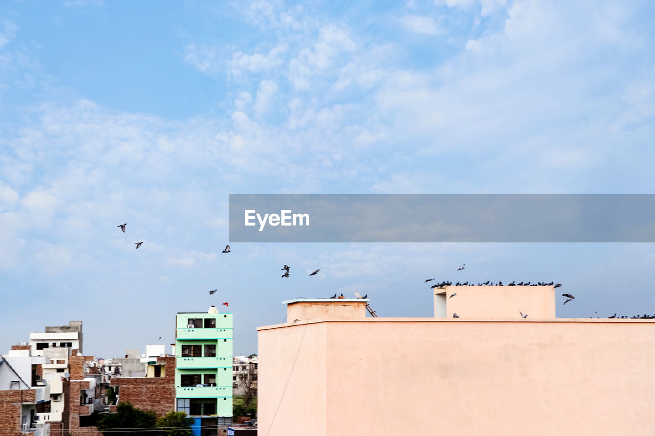 architecture, sky, building exterior, built structure, bird, animal themes, animal, wildlife, building, cloud, nature, city, animal wildlife, group of animals, no people, blue, flying, day, outdoors, residential district, urban area, copy space, large group of animals, roof, wall, flock of birds, house