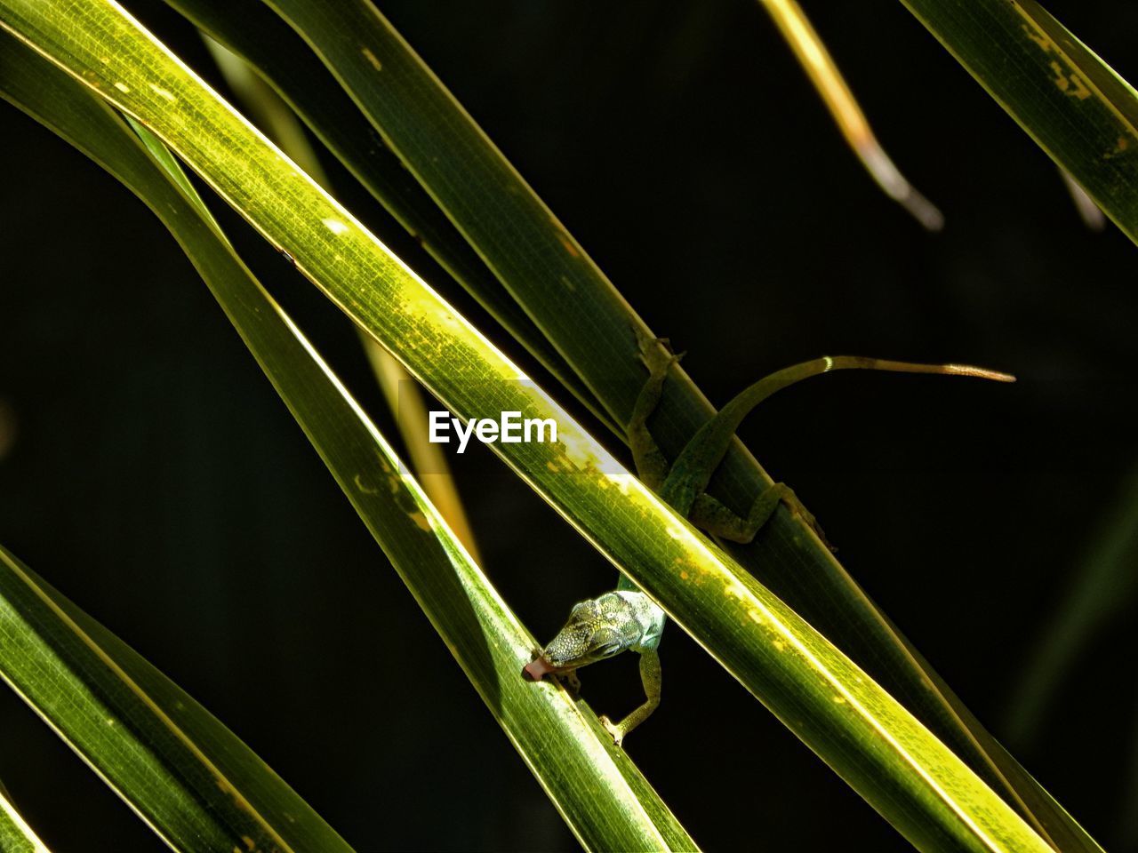 CLOSE-UP OF GRASSHOPPER ON LEAF