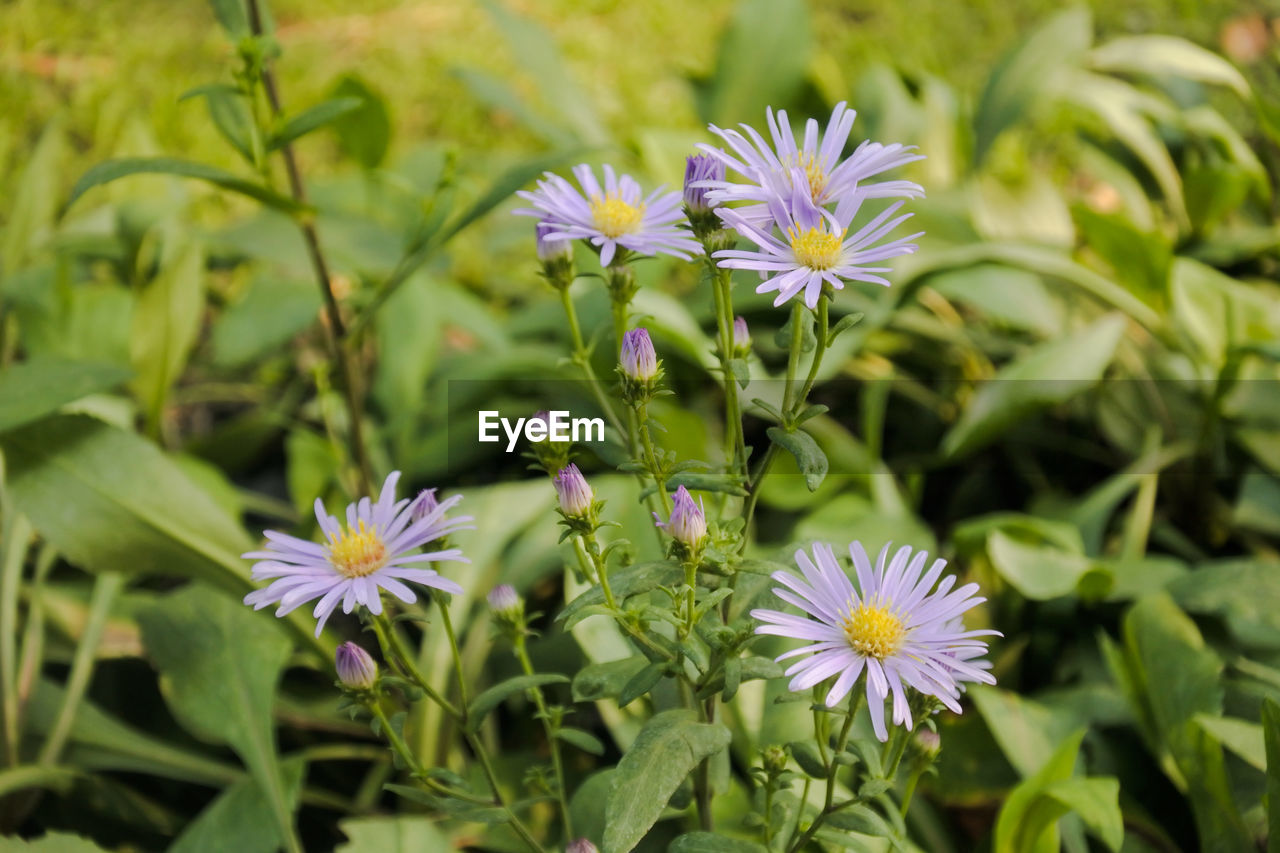 Close-up of purple flowering plants