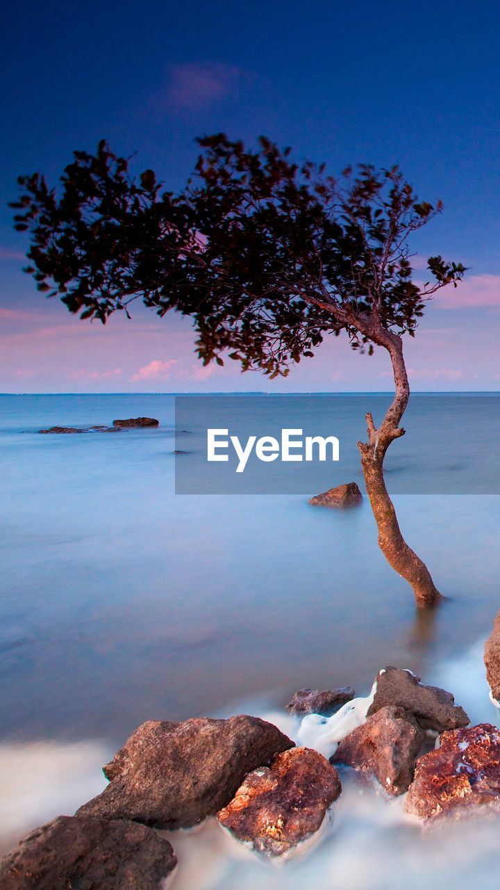 TREE BY ROCKS ON SHORE AGAINST SKY