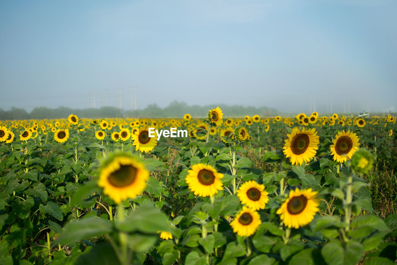 Sunflowers blooming in field against sky