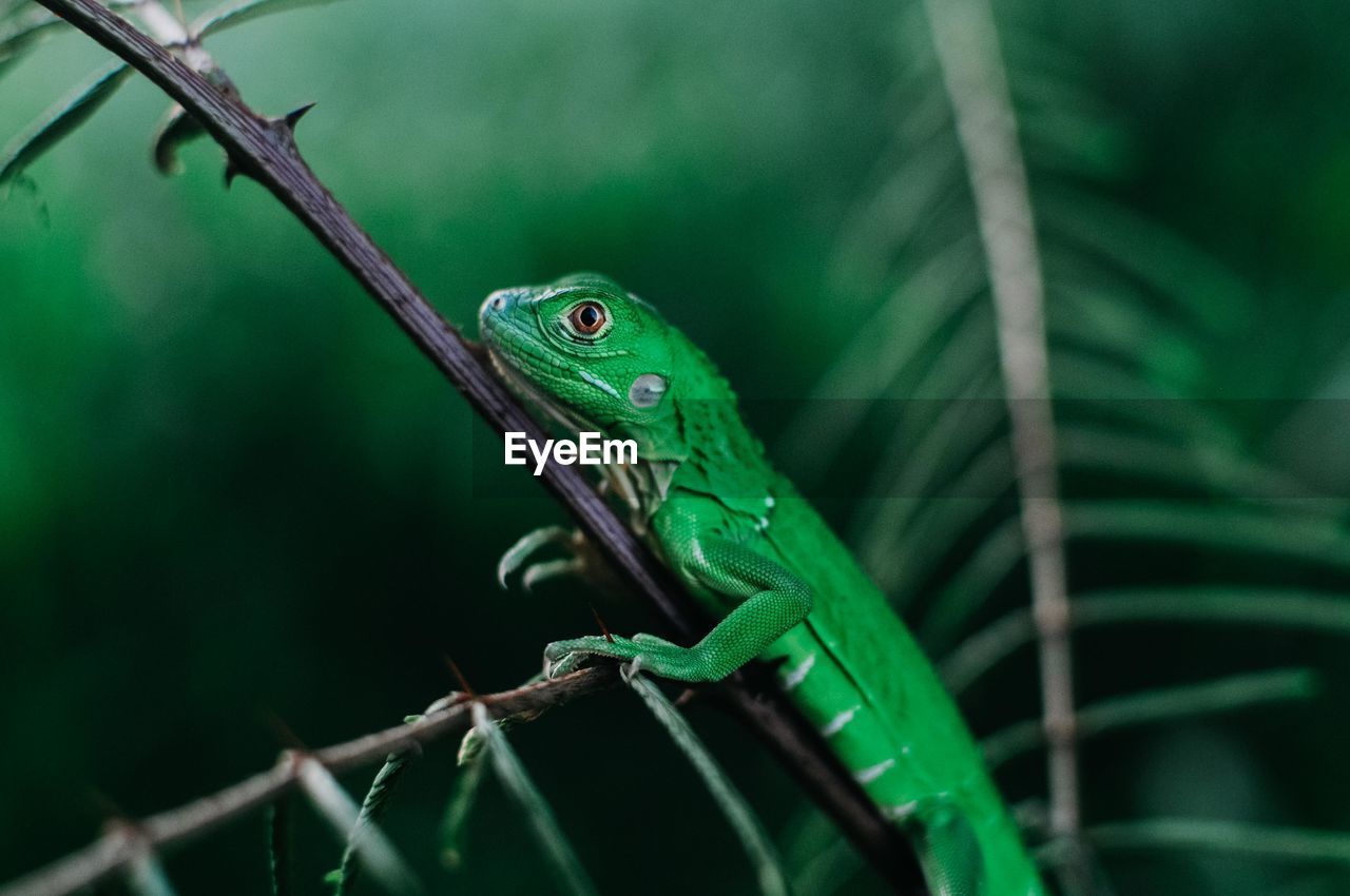 Close-up of lizard on plant