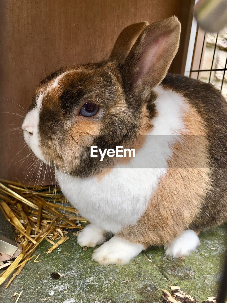 CLOSE-UP OF A RABBIT LOOKING AWAY