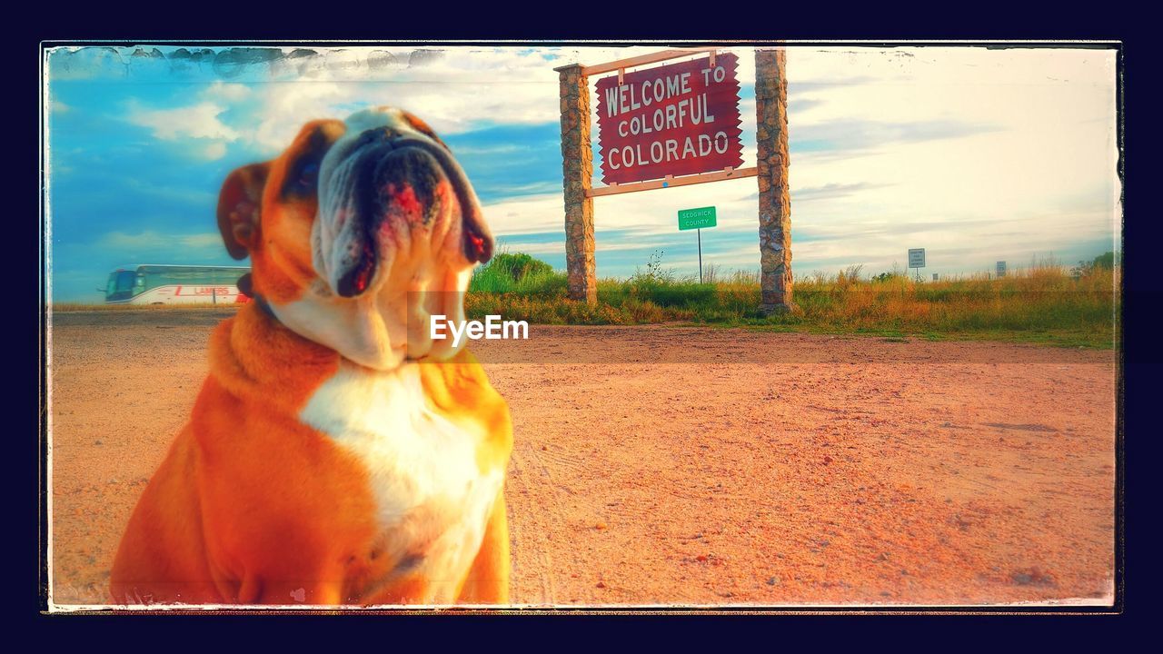 British bulldog by information sign against sky