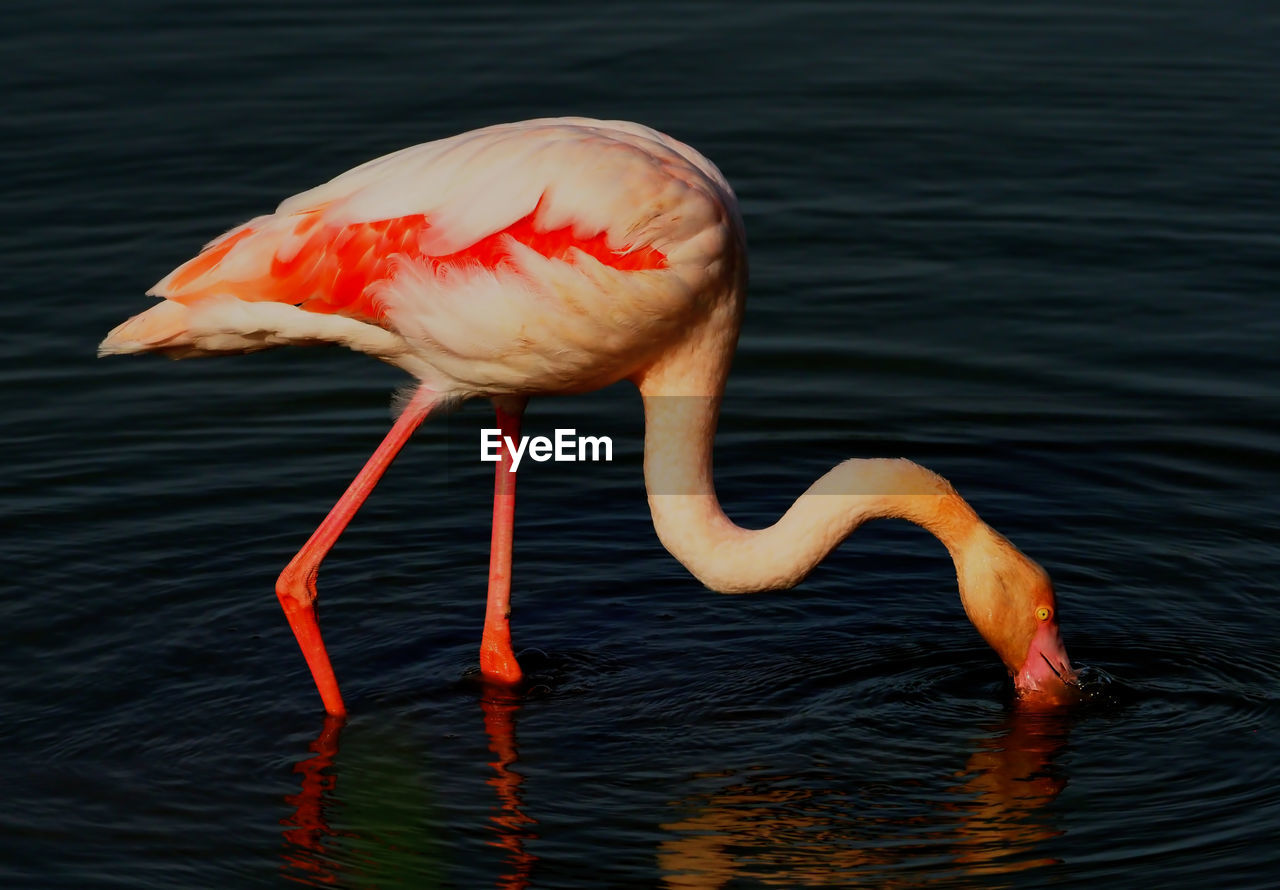 CLOSE-UP OF A BIRD DRINKING WATER