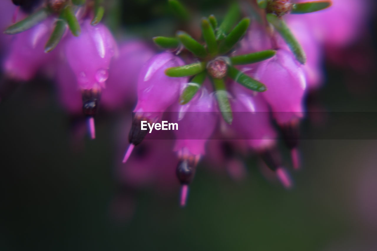 CLOSE-UP OF PINK FLOWERS BLOOMING