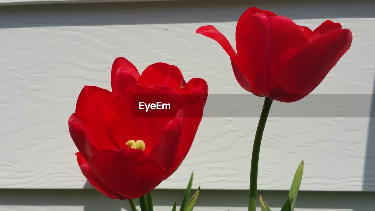 Red tulips growing against wall