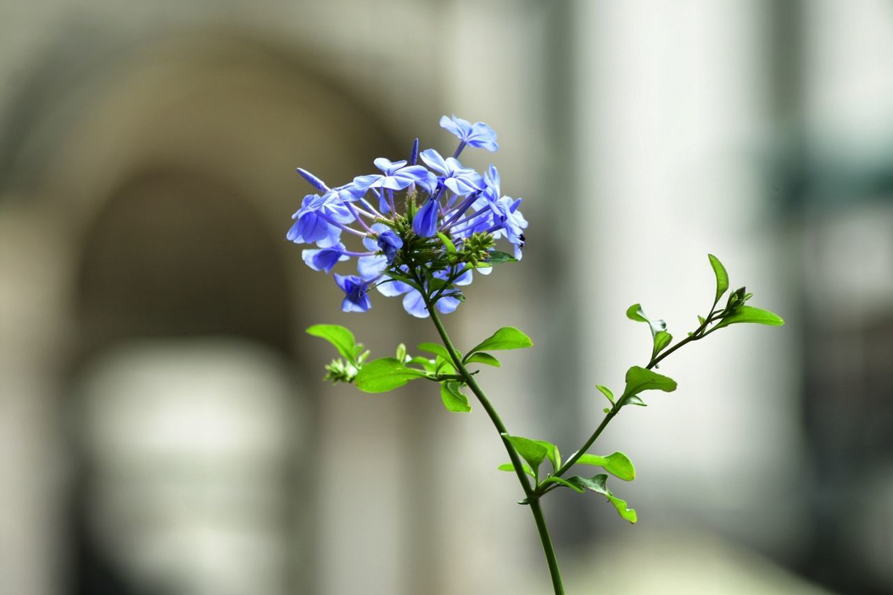 CLOSE-UP OF FLOWER