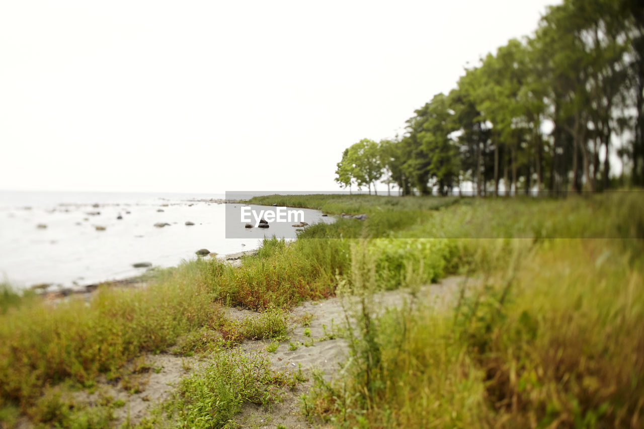 TRANQUIL SCENE OF BEACH AGAINST CLEAR SKY