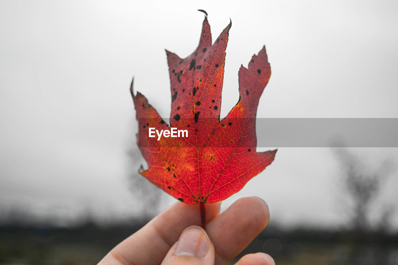 Close-up of hand holding maple leaf during autumn against sky