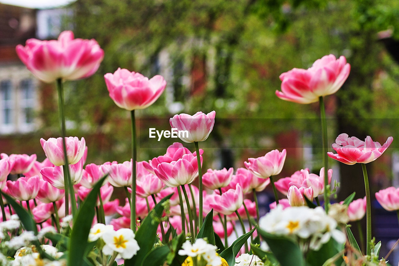 CLOSE-UP OF PINK ROSES FLOWERS