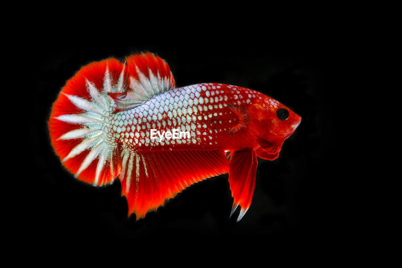 CLOSE-UP OF ORANGE FISH IN SEA