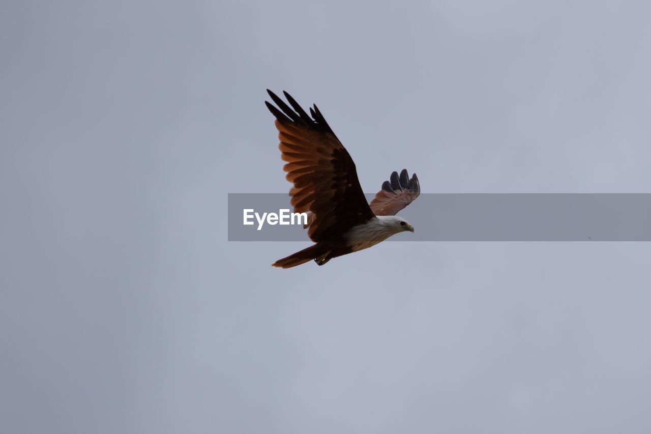 Low angle view of bird flying against clear sky