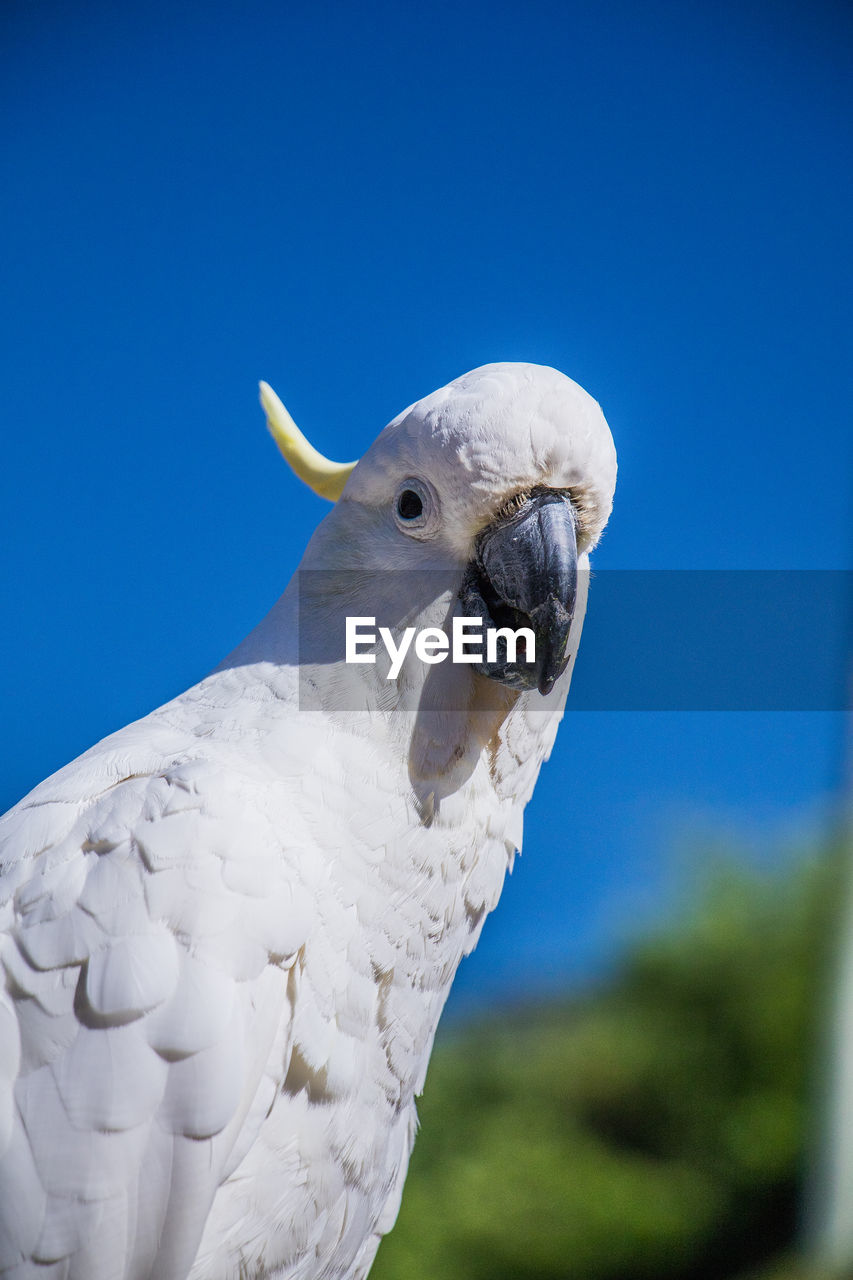 CLOSE-UP OF A BIRD