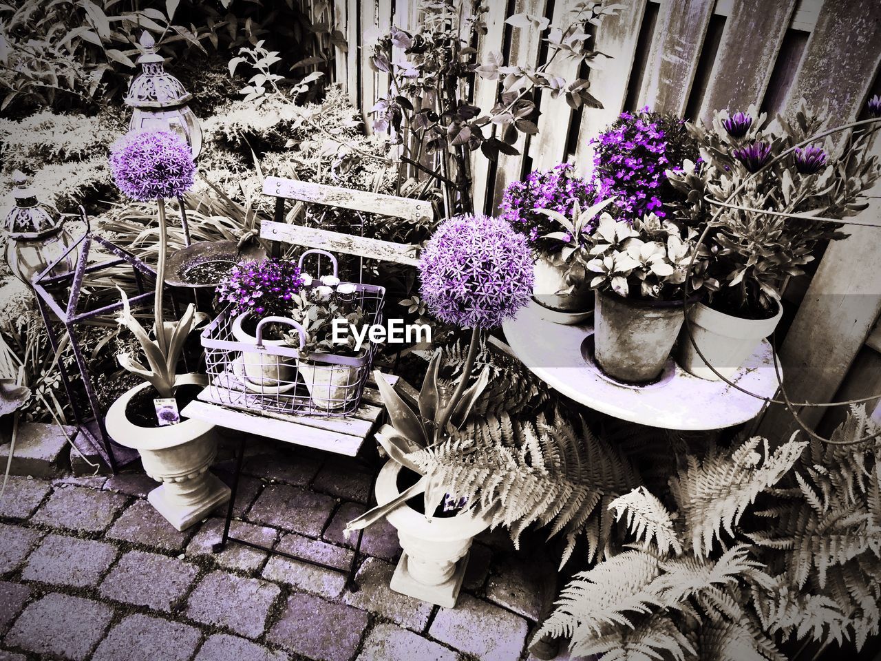 POTTED PLANTS ON THE WALL