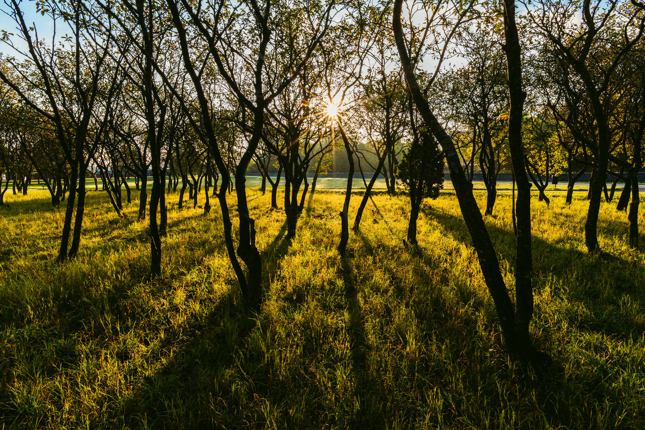 Rising sun shining through forest