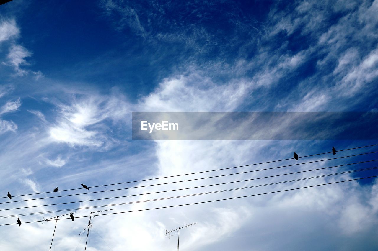 Low angle view of birds perching on cables against sky