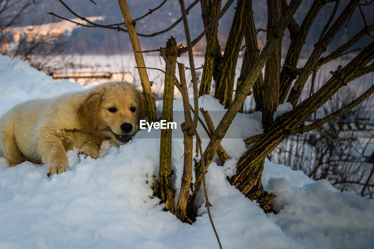 DOG ON SNOW COVERED TREE