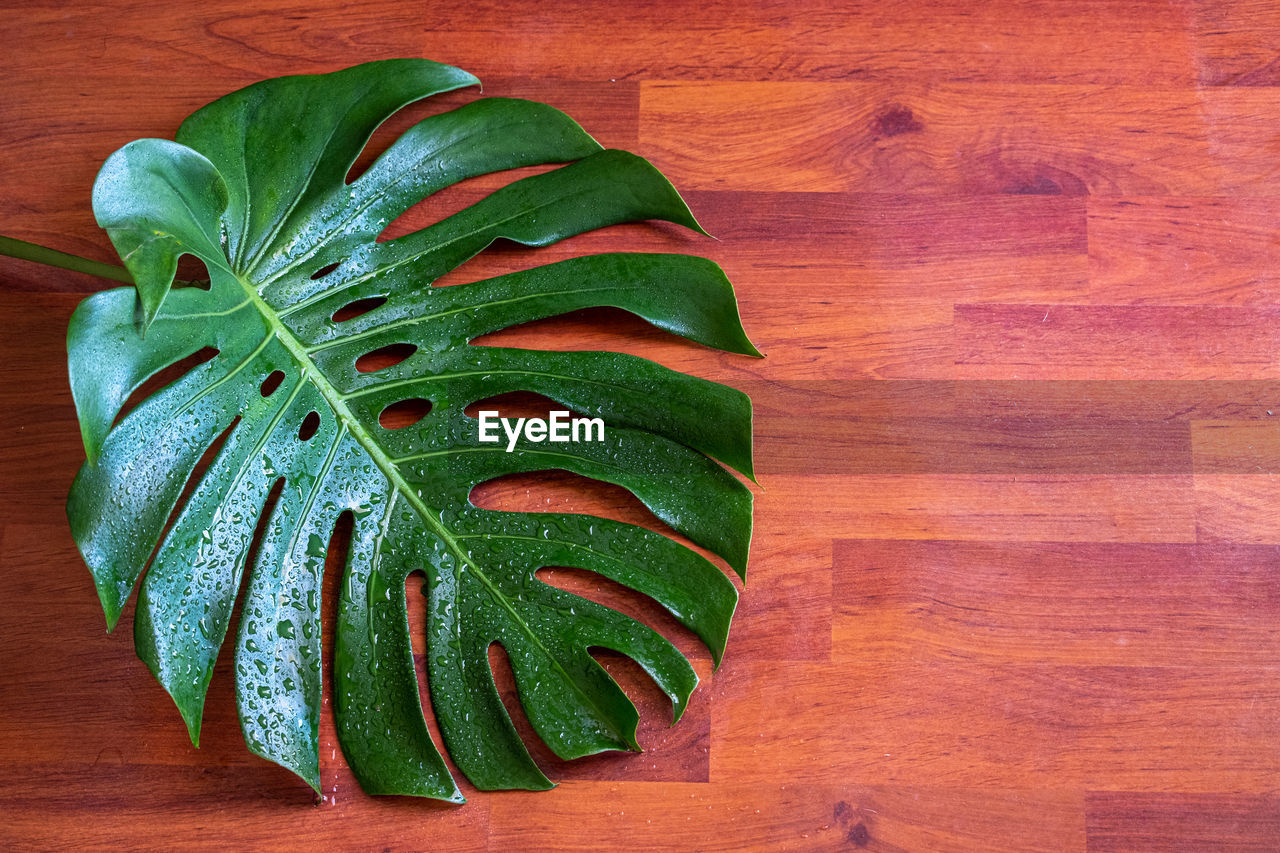 HIGH ANGLE VIEW OF VEGETABLES ON TABLE