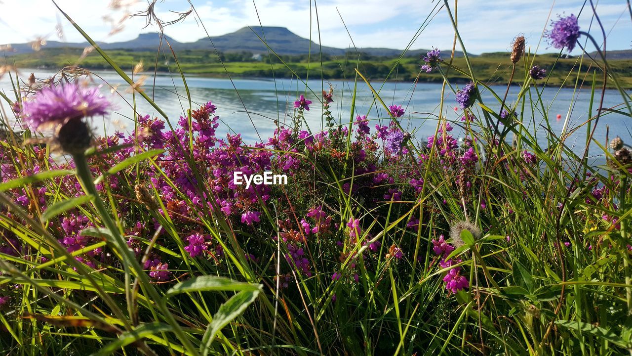 Purple flowers blooming in lake against sky